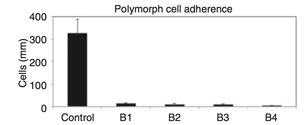 Polymorph adherence