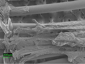 electron microscope image of cell adherence on non treated hollow fiber membranes